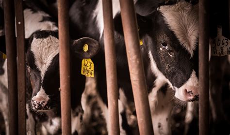how cows are treated in factory farms